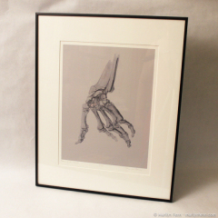 Bones of the Hand - framed giclee print by Marilyn Fenn