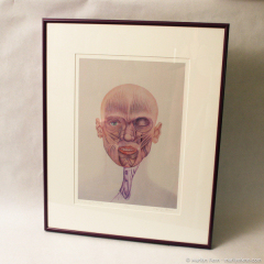 Muscles of the Head - framed giclee print by Marilyn Fenn
