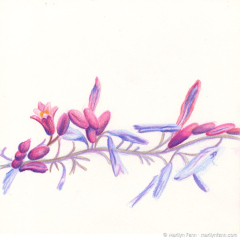 Pink Flowering Vine I, Colored pencil on Stonehenge paper, 8" x 8", © 2012 Marilyn Fenn