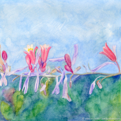 Pink Flowering Vine II, Watercolor pencil on Stonehenge paper, 8" x 8", © 2012 Marilyn Fenn
