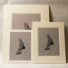 Bones of the Foot - giclee prints by Marilyn Fenn