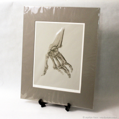Bones of the Hand - giclee prints by Marilyn Fenn-002