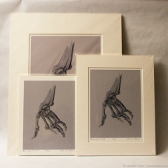 Bones of the Hand - giclee prints by Marilyn Fenn
