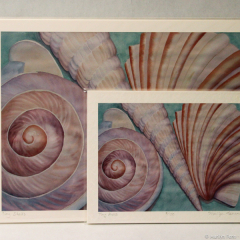 Tiny Shells - giclée prints by Marilyn Fenn