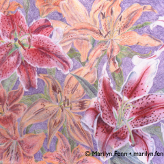 Stargazer and Tiger Lillies - Colored Pencil Drawing by Marilyn Fenn
