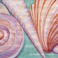 Tiny Shells - Watercolor by Marilyn Fenn